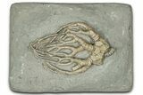 Fossil Crinoid (Cyathocrinites) - Crawfordsville, Indiana #359193-1